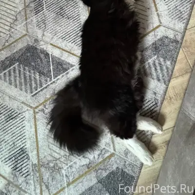 Пропал чёрный кот Марик, город Богучар