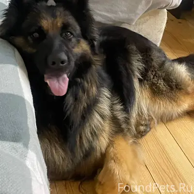 Пропала немецкая овчарка Мия, Чебоксары