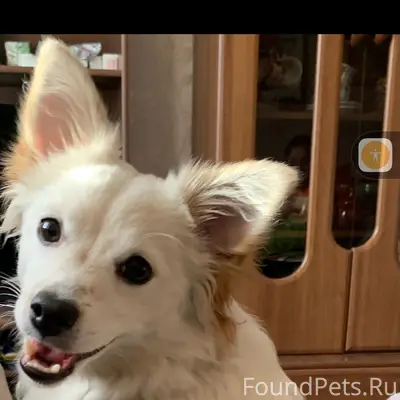 Пропала собака, Архангельск