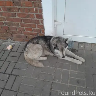 Найден пёс, Новая Соковка