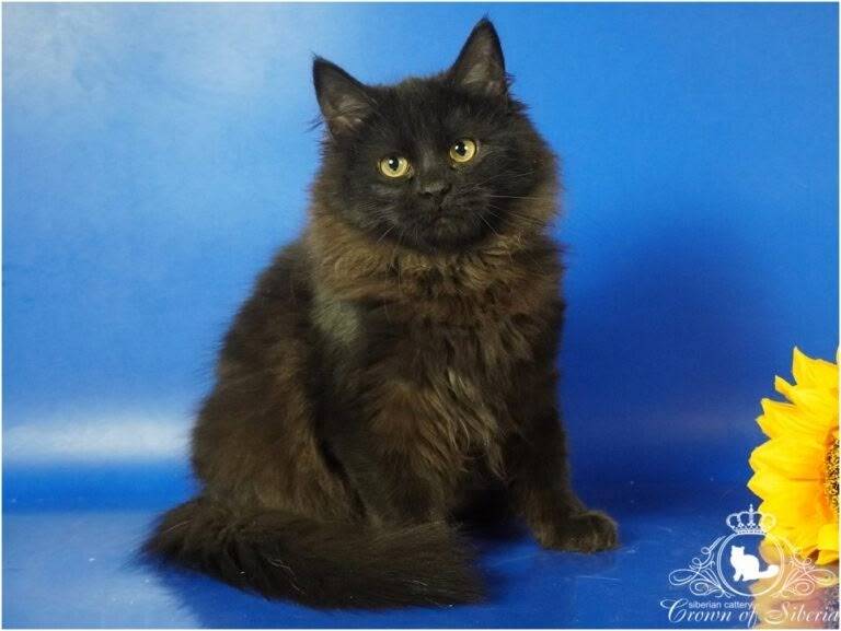 Пропал чёрный кот, 23 мкр