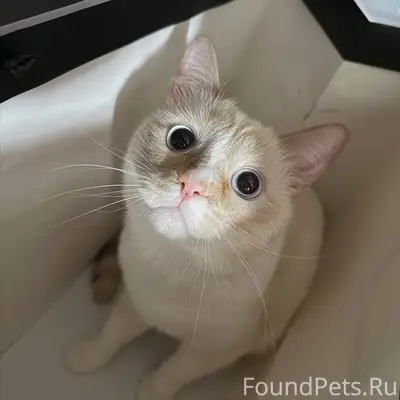 Пропал кот Каспер, Майская 7