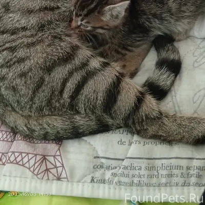 Пропала кошка Буся, ул. Забабахина