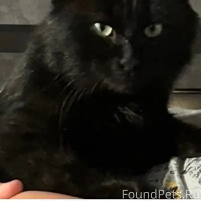 Пропал кот, рудник, улица Лесная