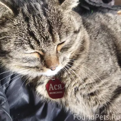 Пропала кошка Ася