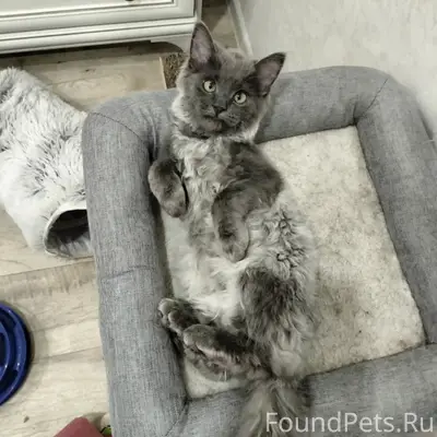 Найден котёнок, ул. Мира, 30