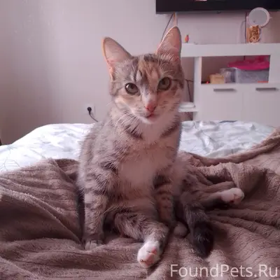 Пропала кошка Муся, Ленина 3