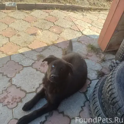 Найден щенок