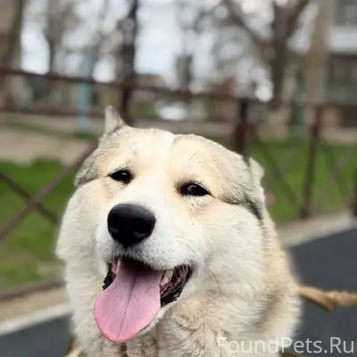Пропал Западно-Сибирский лайка Хан, район Западного кладбища