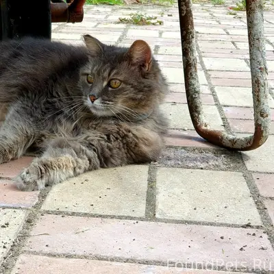 Пропала кошка Киса, Жилой посёлок Берёзовая Роща