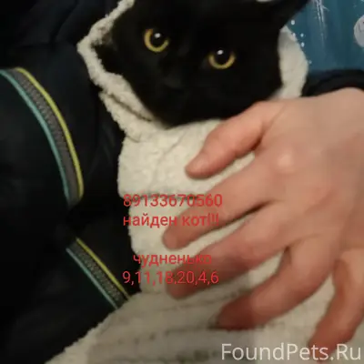 Найден кот, Барнаул