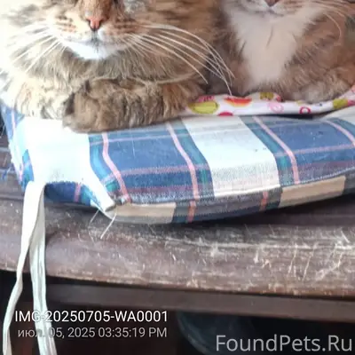 Пропали кот и кошка Шустрик и Фрося, посёлок Семрино