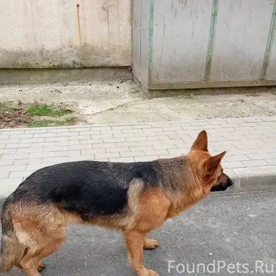 Пропала немецкая овчарка Нора, Симферополь