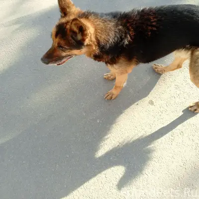 Найден добрый пёс, глухой и слепой