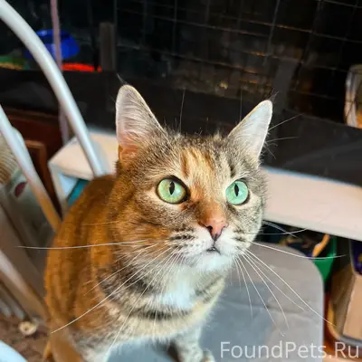 Пропала кошка Мальбора (Маля), пер. Нигозерский