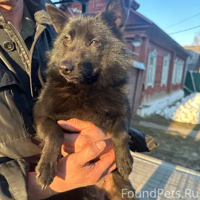 Найдена собака, Калуга, улица Прончищева