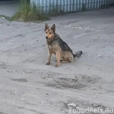 Пропали собаки, 6-й микрорайон