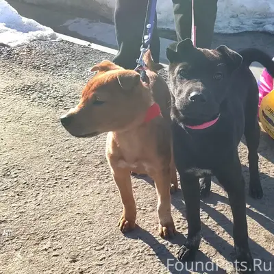 Пропал щенок Зевс, район центра