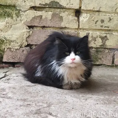 Найден котик, Тосненский р-н, гп Федоровское