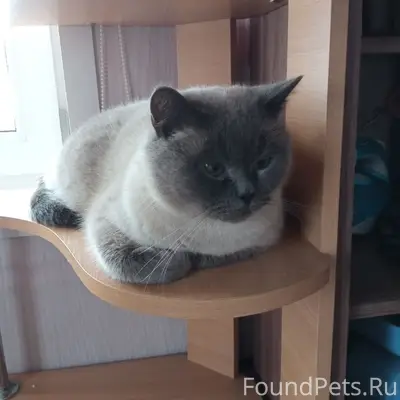 Пропал кот Мишка