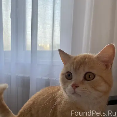 Пропал кот Персик, улица 25 линии