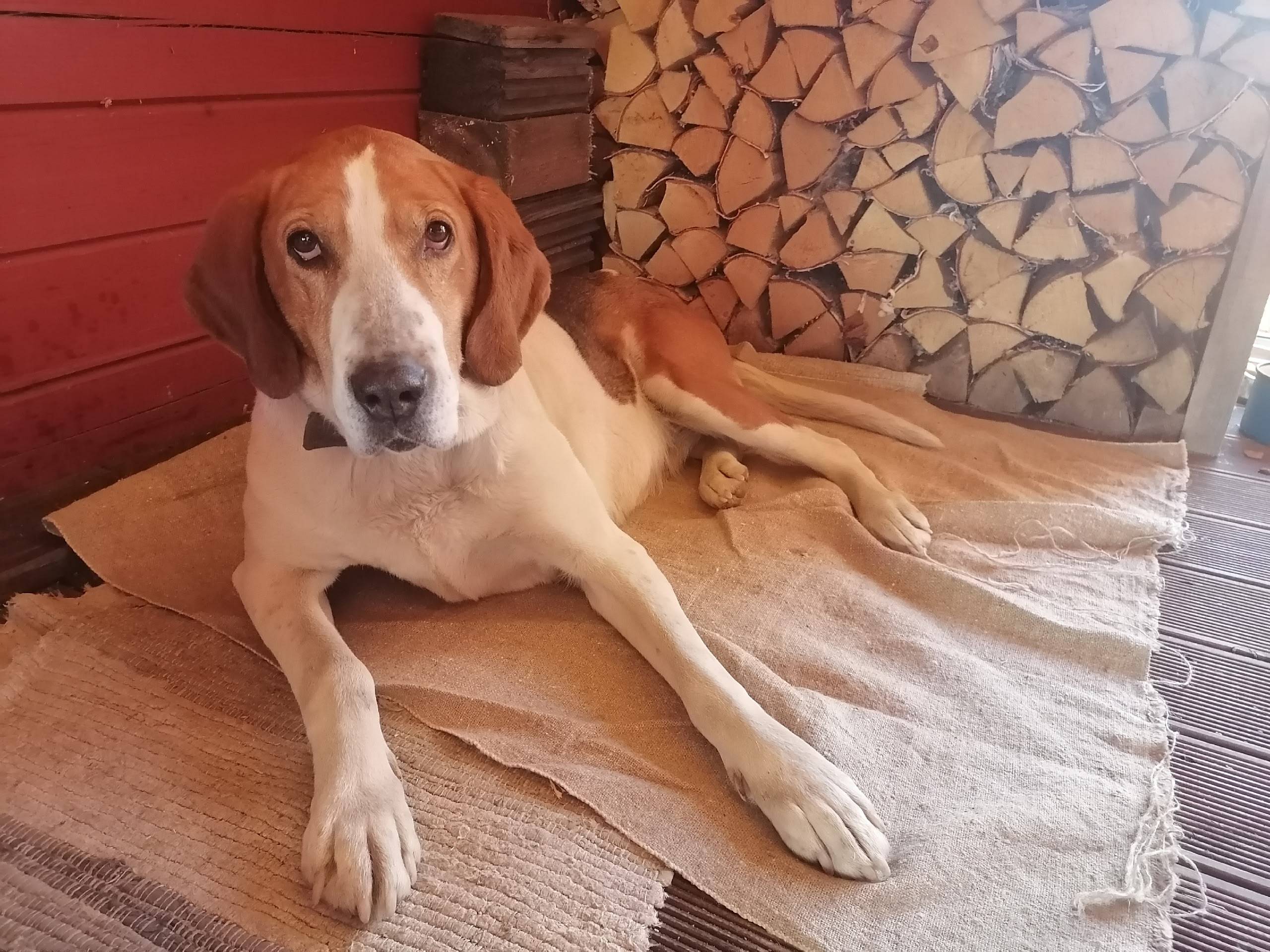 Найдена собака, похожа на гончую, п. Шуя