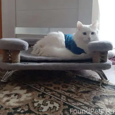 Пропал кот, белый, улица Родины, Тольятти