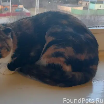 Найдена кошка
