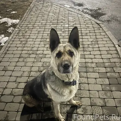 Пропал пёс, ЖК Солнце парк