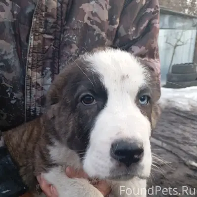 Найден щенок похож на Алабая, Воронеж