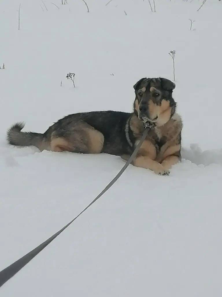 Пропал мальчик Рекс, коричнево-чёрный, деревня Корыстово