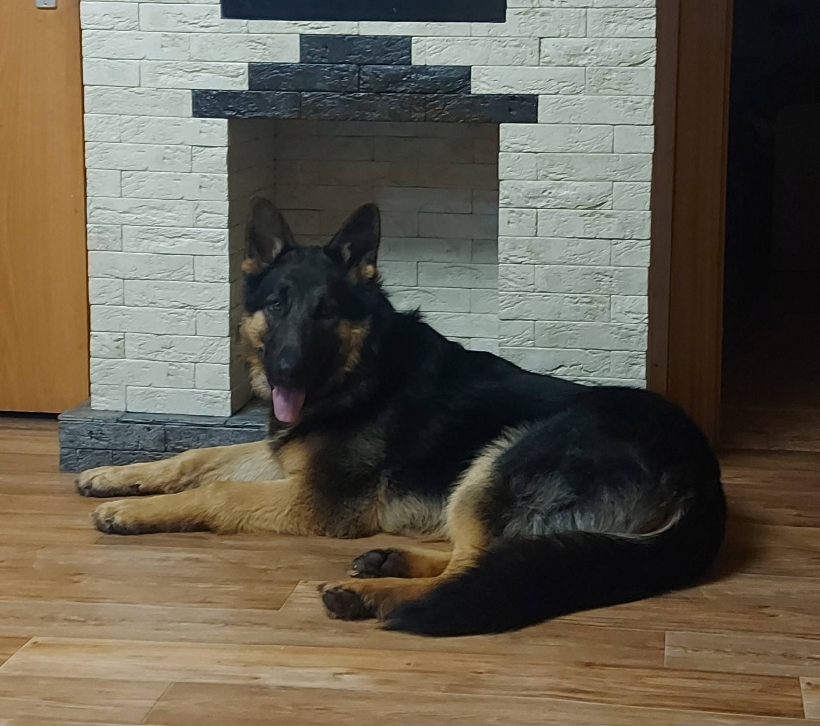 Пропал пёс Ретт