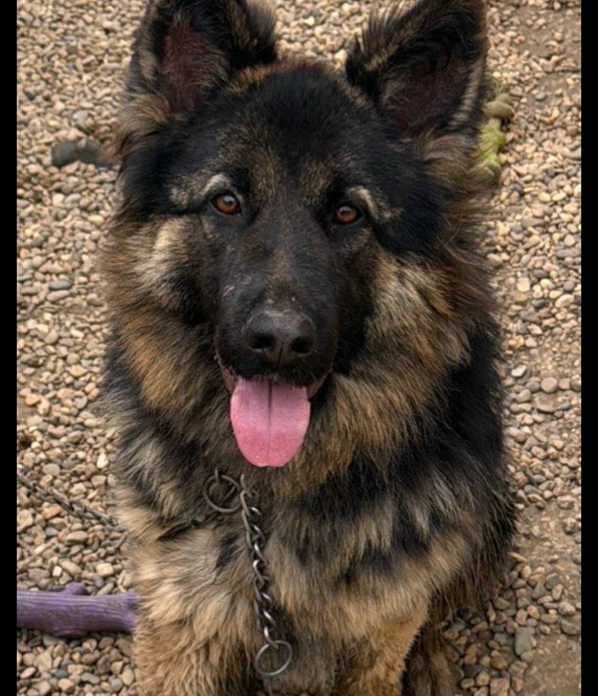 Пропала собака, кп Изумрудный город