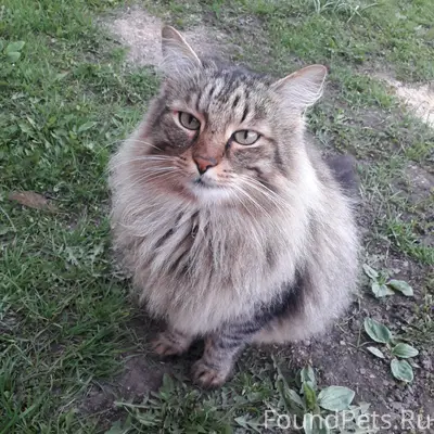 Пропал кот Макс, улица Береговая