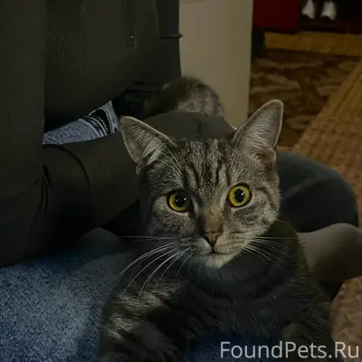 Пропал кот Монтэ, район Гоголя 9