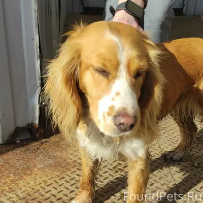 Найден пёс, ласковый и ухоженный, ул. Советская