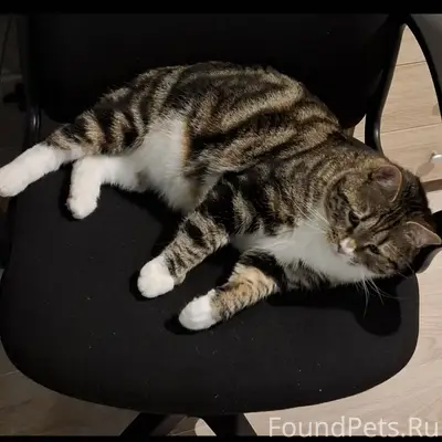 Пропал кот, г. Жуков, ул. Ленина