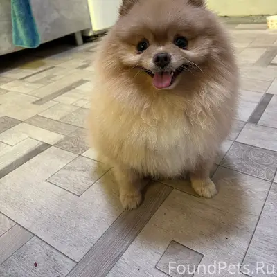 Пропал Пупс, район нижней кулинарии