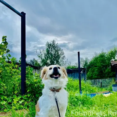 Пропала собака Белка, поселок Новосельский