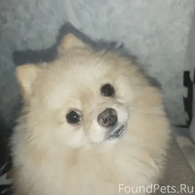 Пропал шпиц Пупс