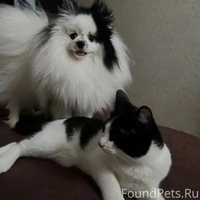 Пропал кот, Ферина 39