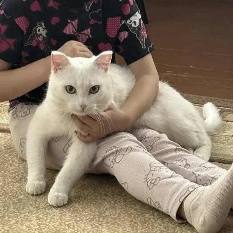 Пропал кот, район вокзала