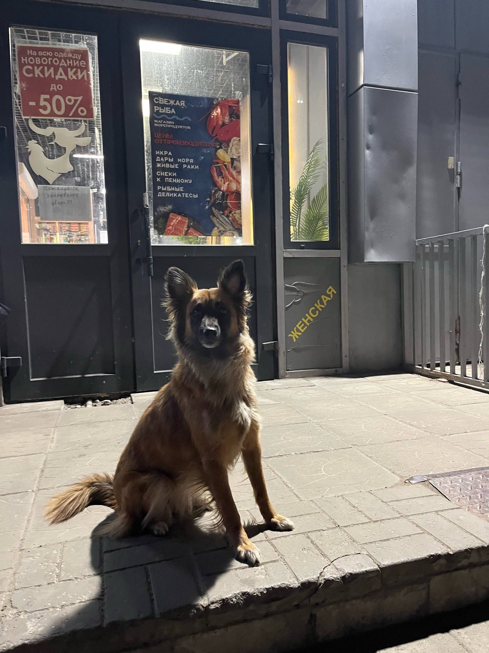 Найденна собака, Первомайская 15