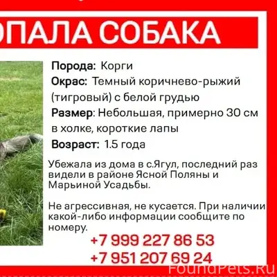 Пропала собака, село Ягул