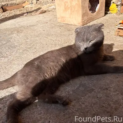 Найдены два кота, серый и рыжий, район Войновки