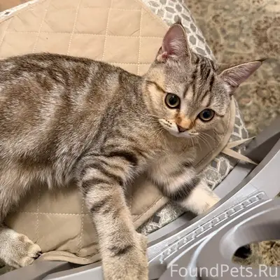 Пропал котёнок Лекс, Приморский район