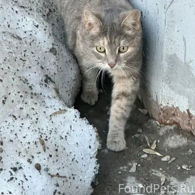 Найдена кошка с ошейником, улица Качалова