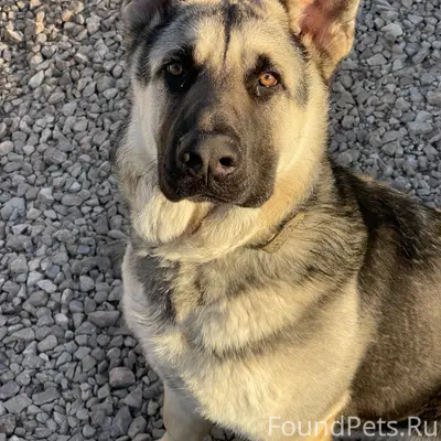 Пропал кобель восточно-европейской овчарки Босс, Псковский район