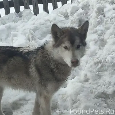 Пропала собака, max