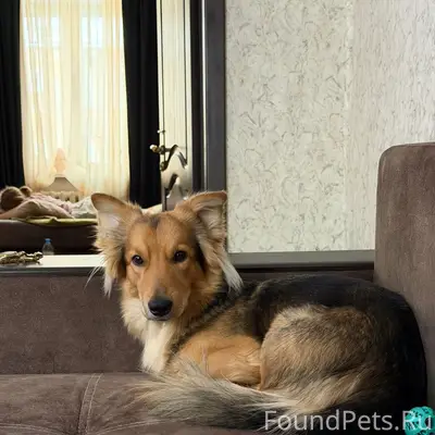 Пропал кобель Рокки, район Абагурской фабрики